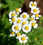 Mutterkraut - Tanacetum parthenium - Falsche Kamille - 500 Samen