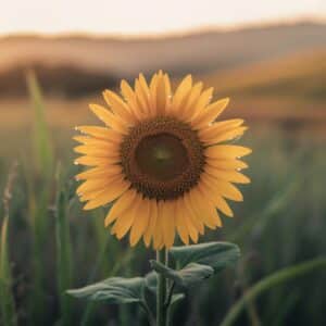 Sissy-BH-Set für stilvolle Transgender-Mode und individuellen Komfort