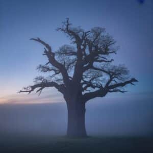 Sissy Protokoll: Ein Leitfaden für Einsteiger und Interessierte